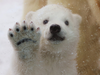 Polar Bear Cub Image